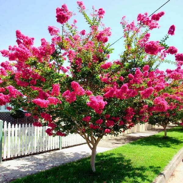 Crape Myrtle