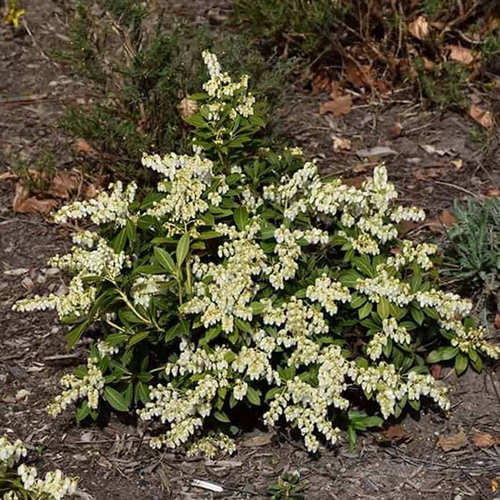 Cavatine Dwarf Japanese Pieris