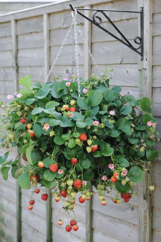 Hanging Basket