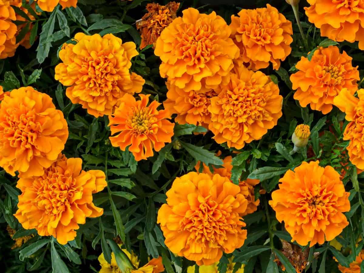 Marigold