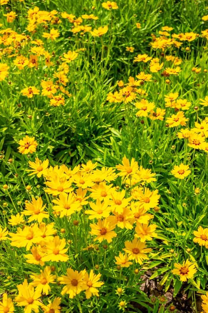 Coreopsis