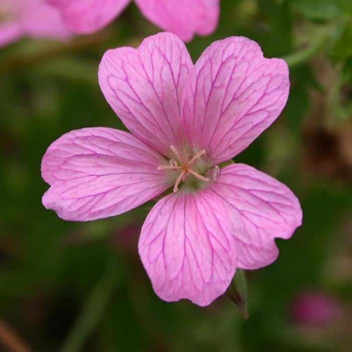 Hardy Geranium