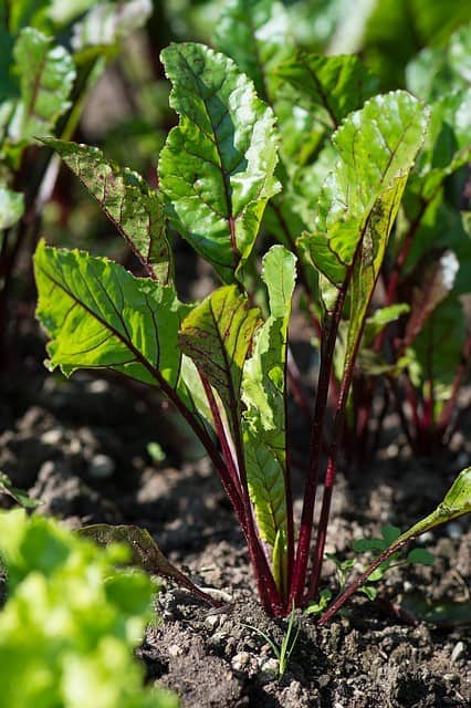 Dramatic Red-Veined Beets