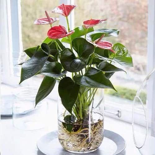 Add a Touch of Modern Minimalism with Anthurium