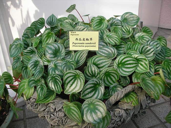 Watermelon Peperomia