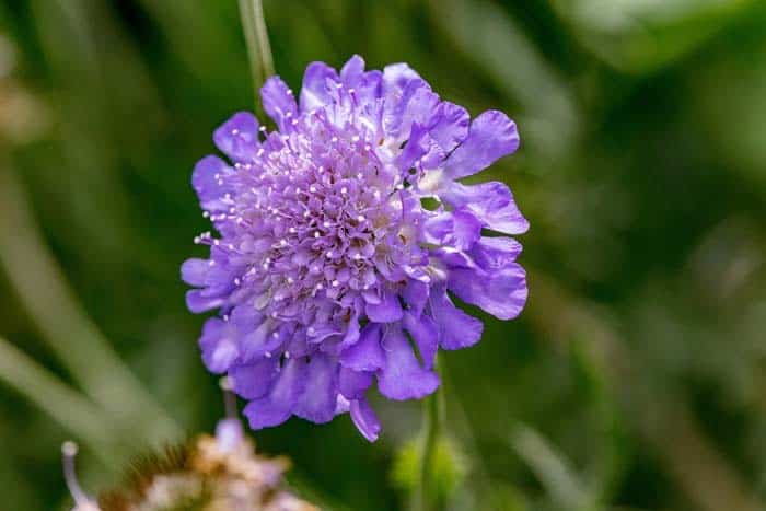 Pincushion Flower (Scabiosa columbaria)