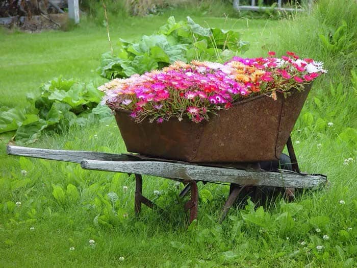 Deep Tray in Wheelbarrow Holds Colorful Flowers