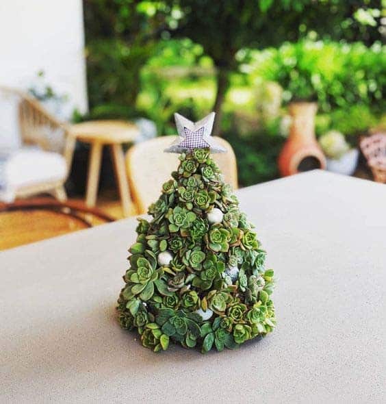 Embellish a Coffee Table with a Stubby Succulent Tree