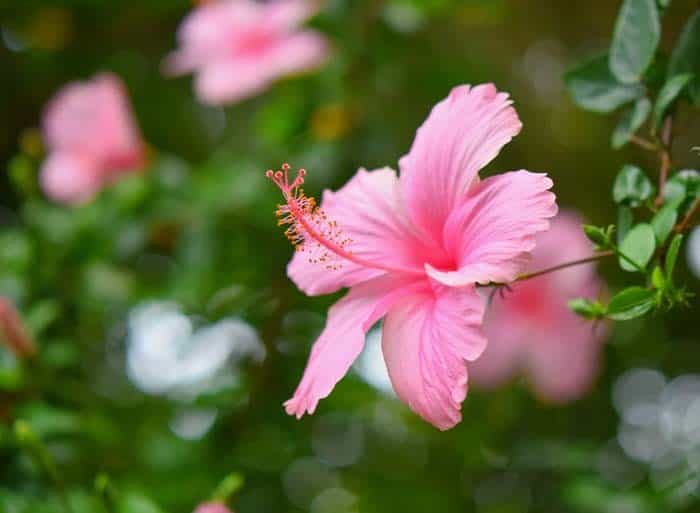 Hardy Hibiscus (Hibiscus moscheutos)