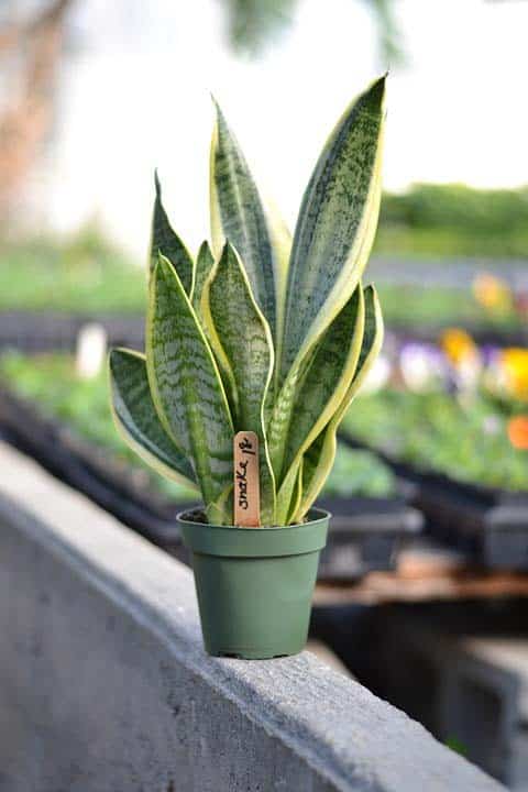 Snake Plant