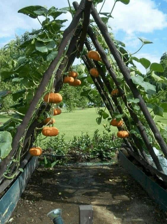 A Pumpkin Haven