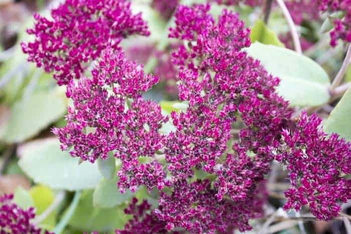 Stonecrop (Sedum sp.)