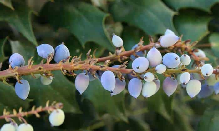 Oregon Grape Holly