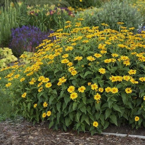 Dense Hedge Of Mini Sunflowers