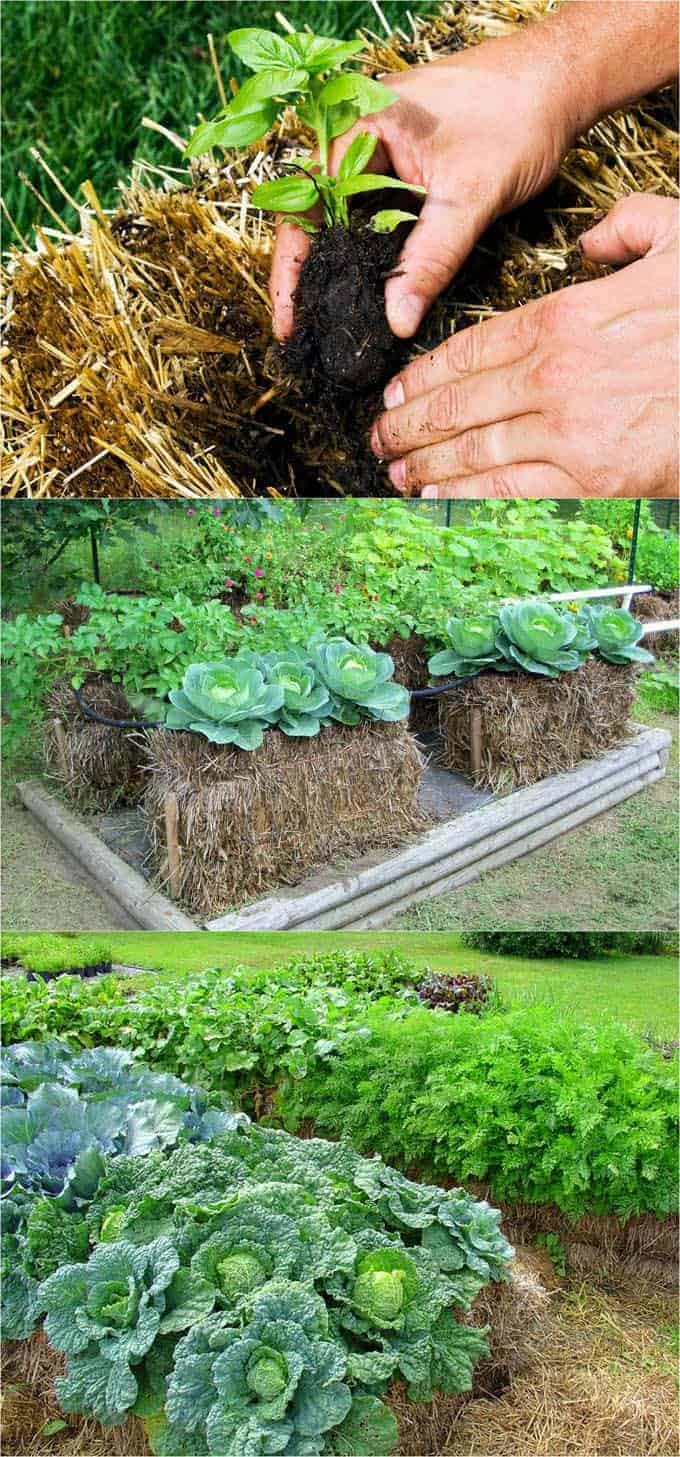 Straw Bales Are Unique Raised Garden Bed Idea