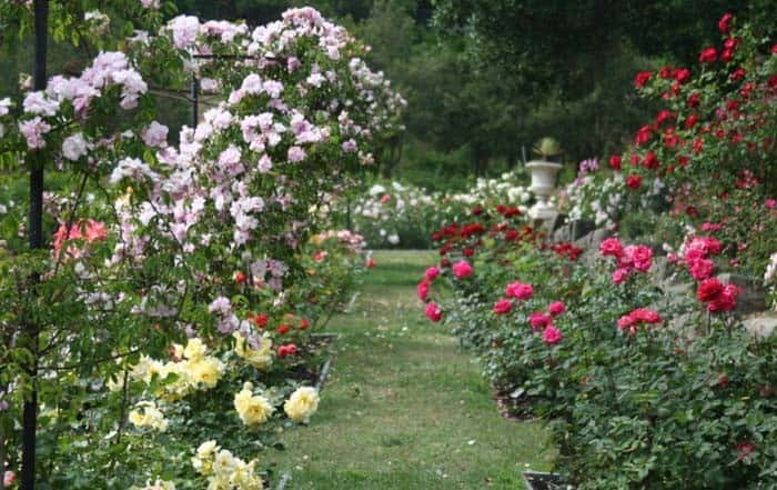 Roses Make A Pretty Garden Path