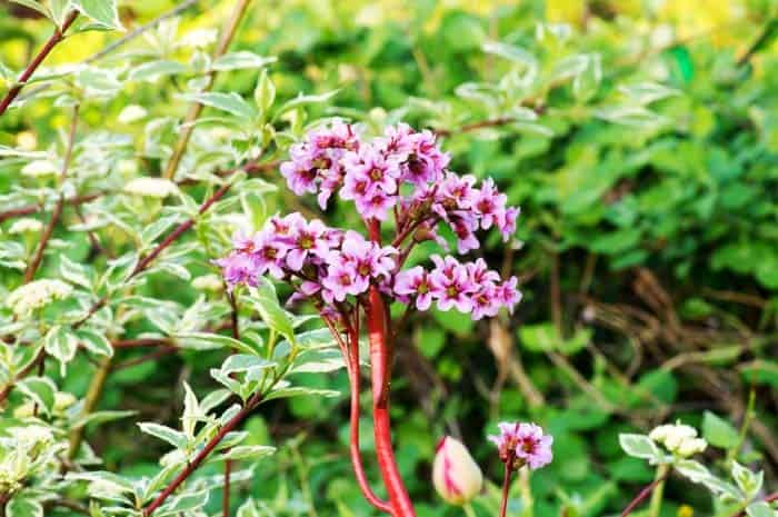 Bergenia