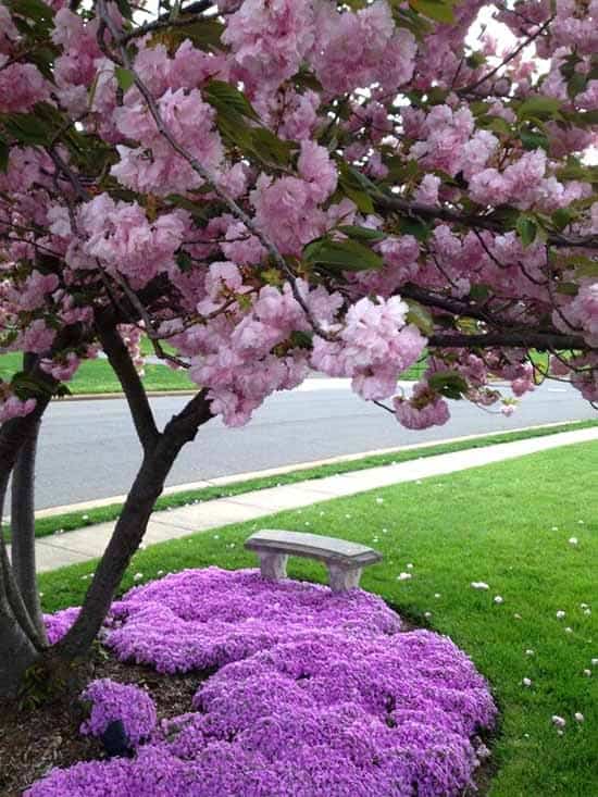 Create a Colorful Carpet with Charleston Creeping Phlox