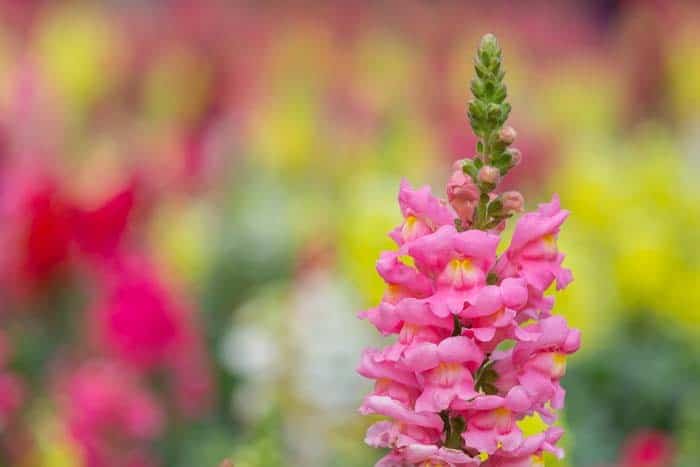 Snapdragon ( Antirrhinum ) “Pretty in Pink”