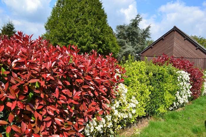 Photinia Makes For A Tall Colorful Fence