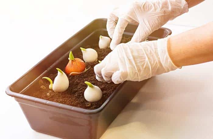 Repurpose Containers for Starting Seeds