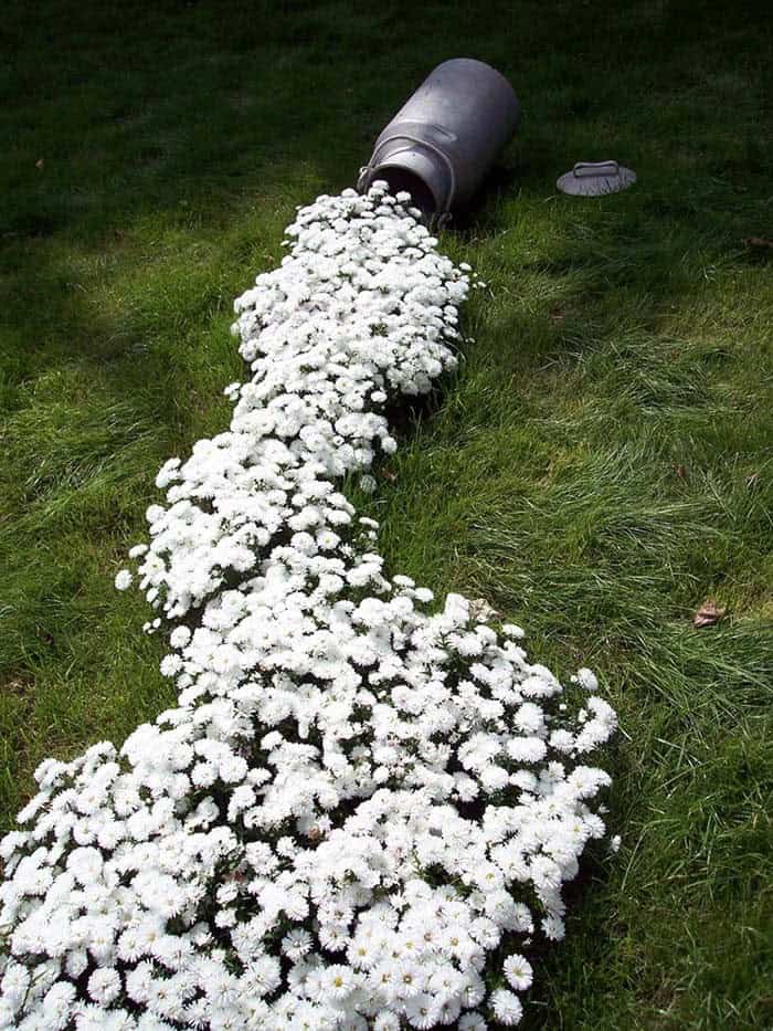 Spill Milk All Over the Garden with White Flowers