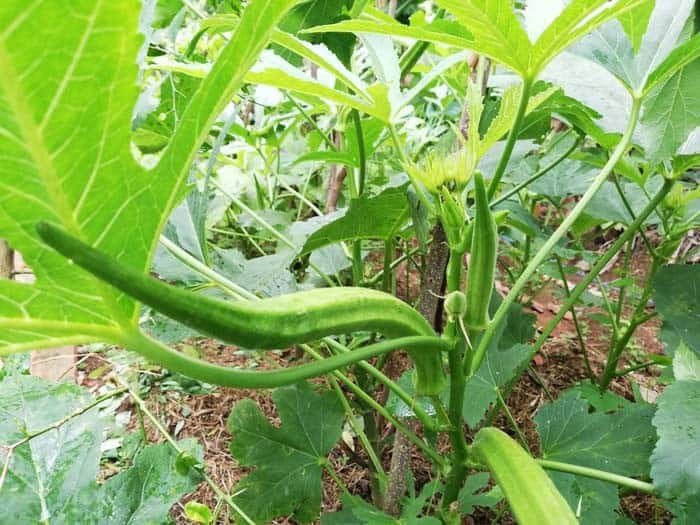 Okra