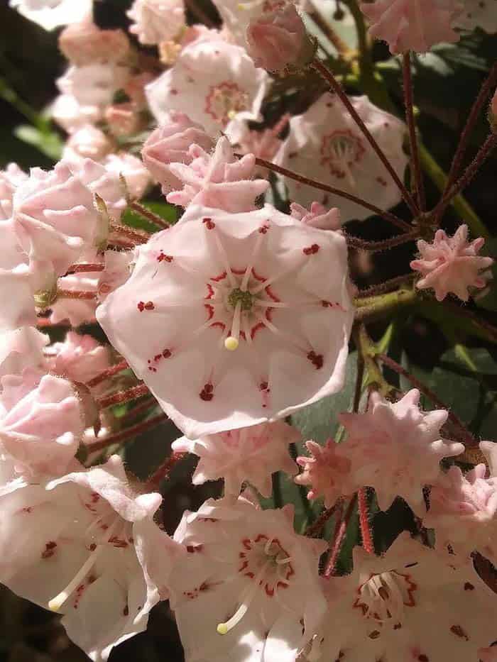 Mountain Laurel