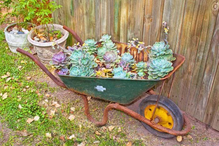 Rust Wheelbarrow Holds Sand for Succulents