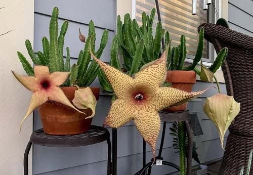 Starfish Cactus