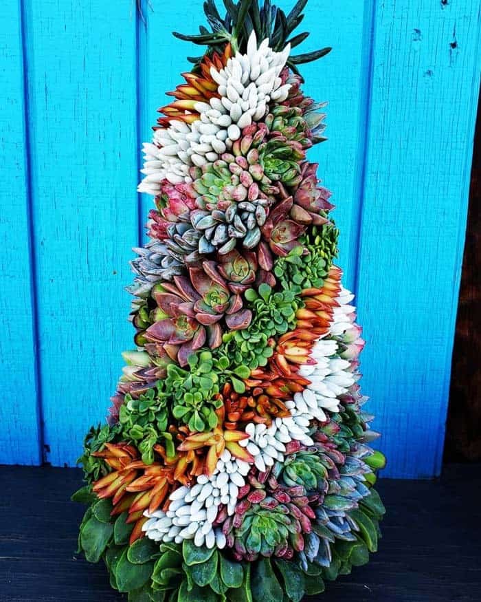 Add a Pop of Color with Your Succulent Christmas Tree