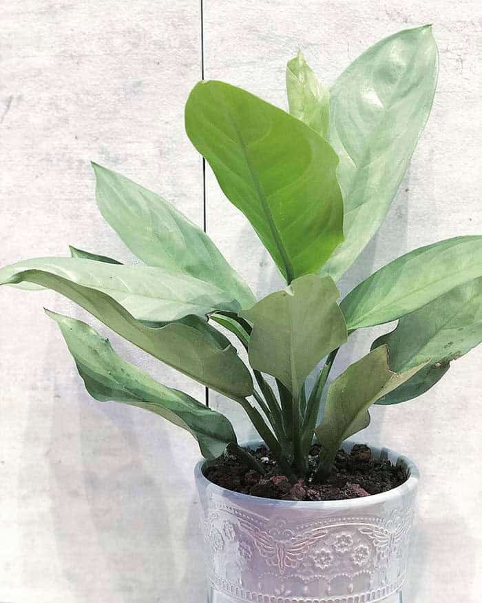 Aglaonema Sterling