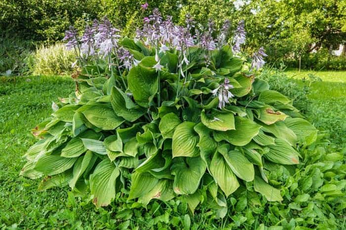 Hostas In Garden