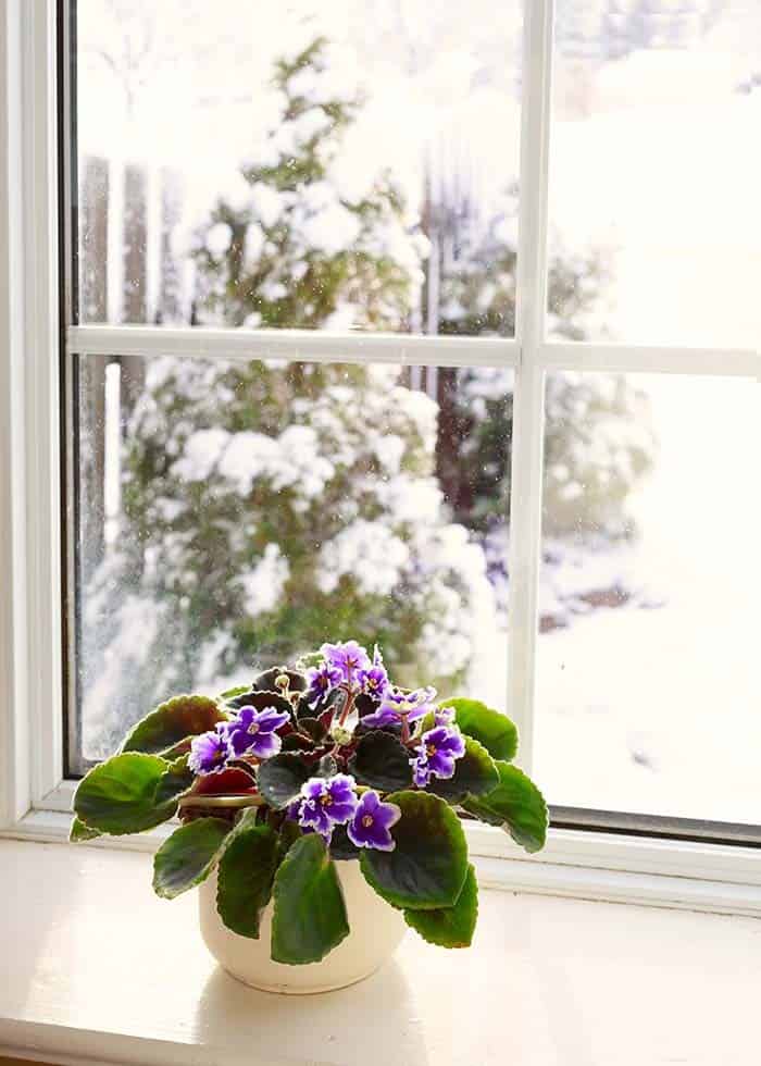 Add Charm and Beauty to Your Home with African Violets