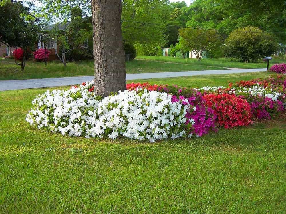 Azalea Color Spectrum