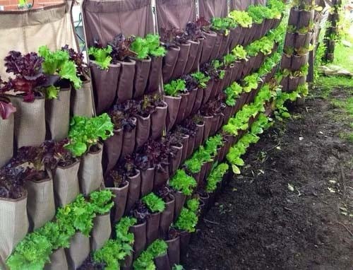 Wall Garden From Repurposed Shoe Holder