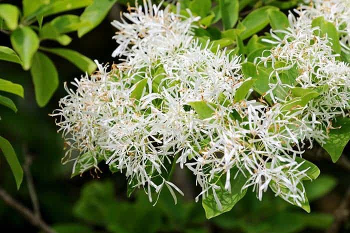 American Fringe Tree