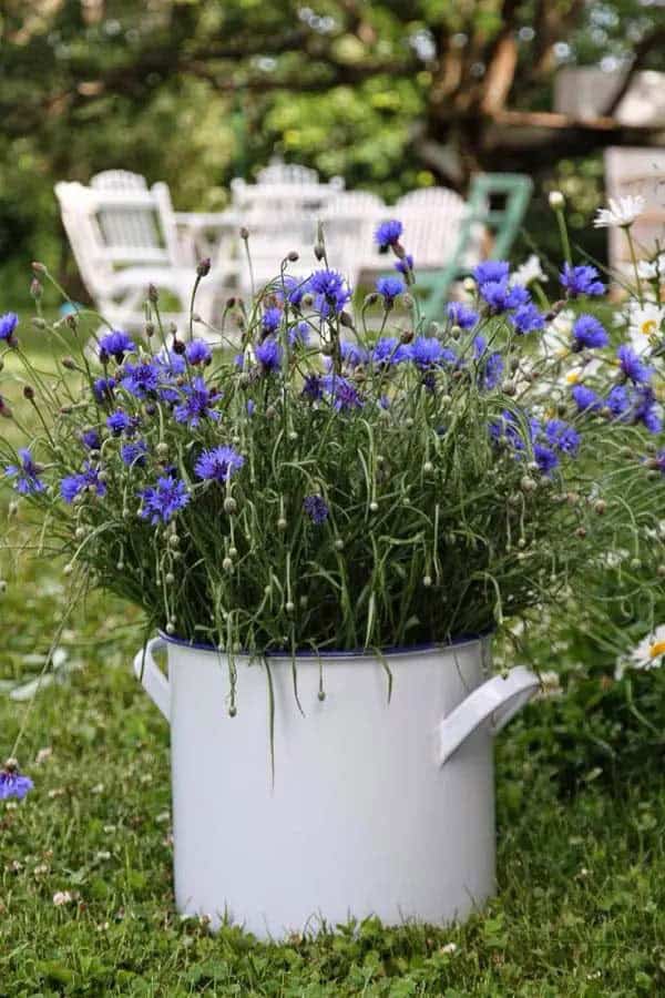 Cornflower (Bachelor’s Button)