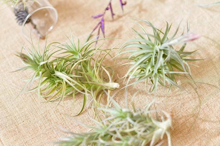 Fertilizer for Air Plants