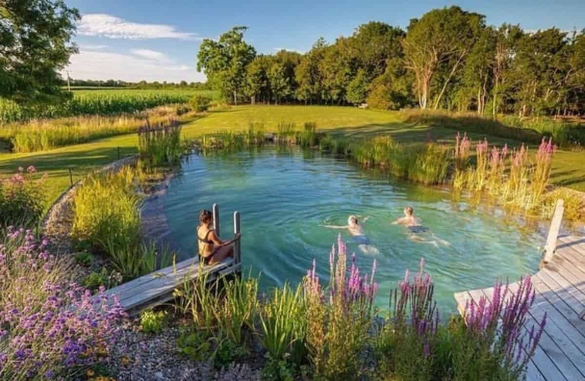 A Swiming Pond In The Meadow