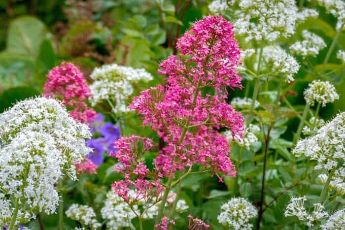 Red Valerian (Centranthus ruber)