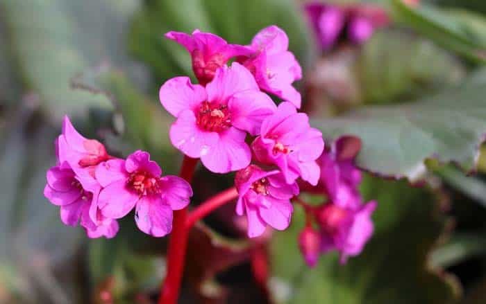 Bergenia