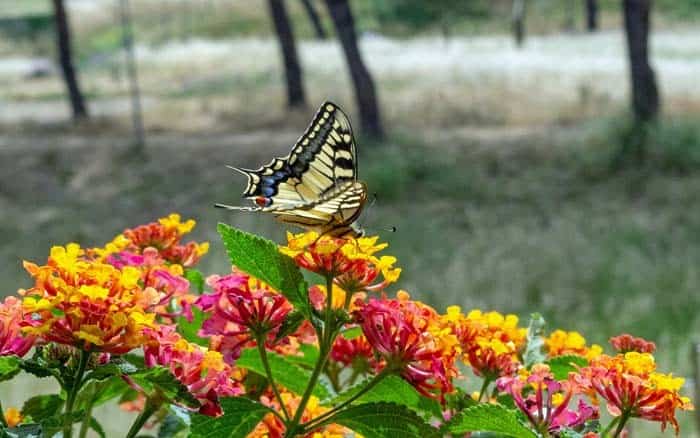 Lantana