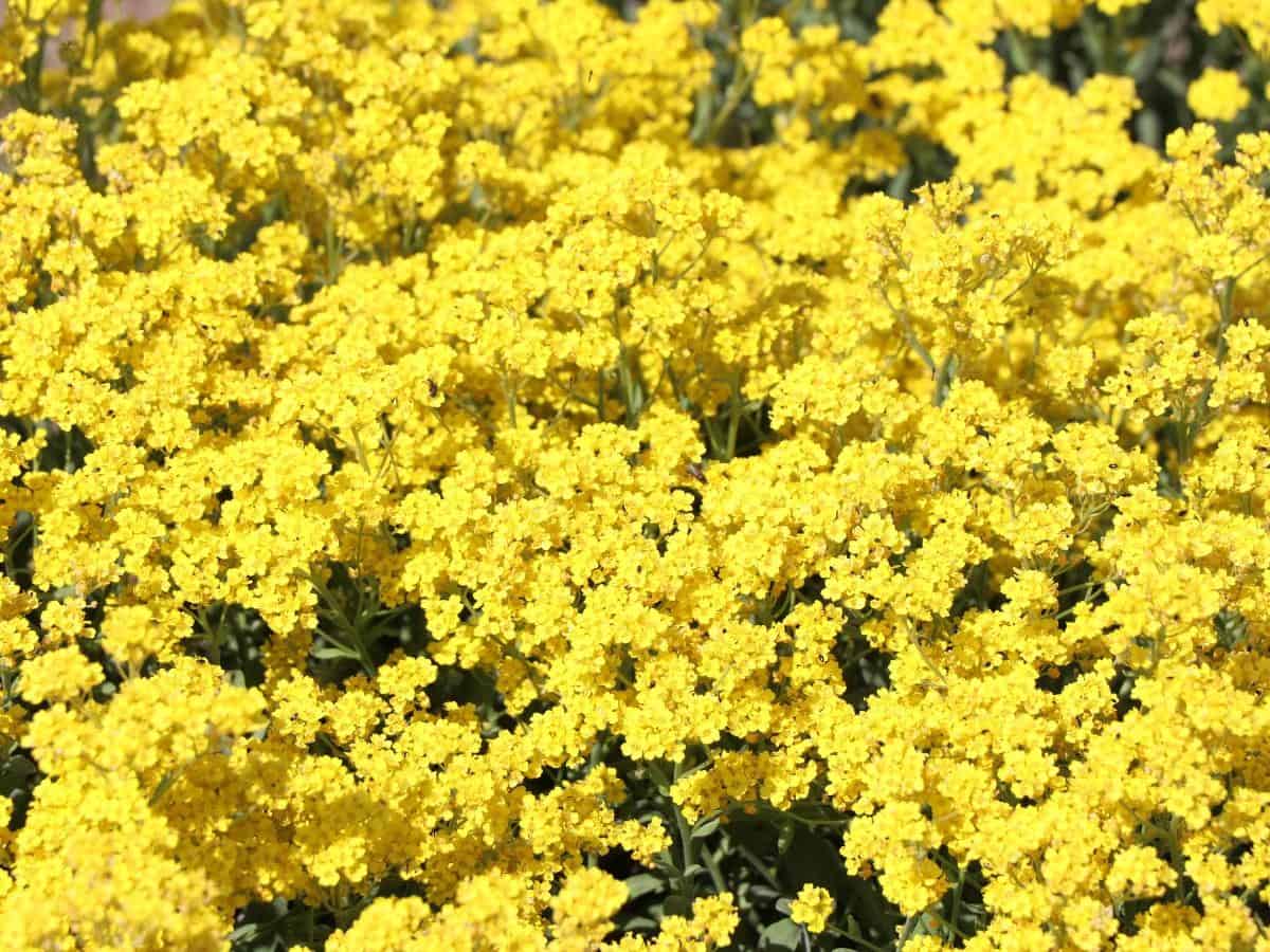 Yellow Alyssum (Aurinia saxatilis)