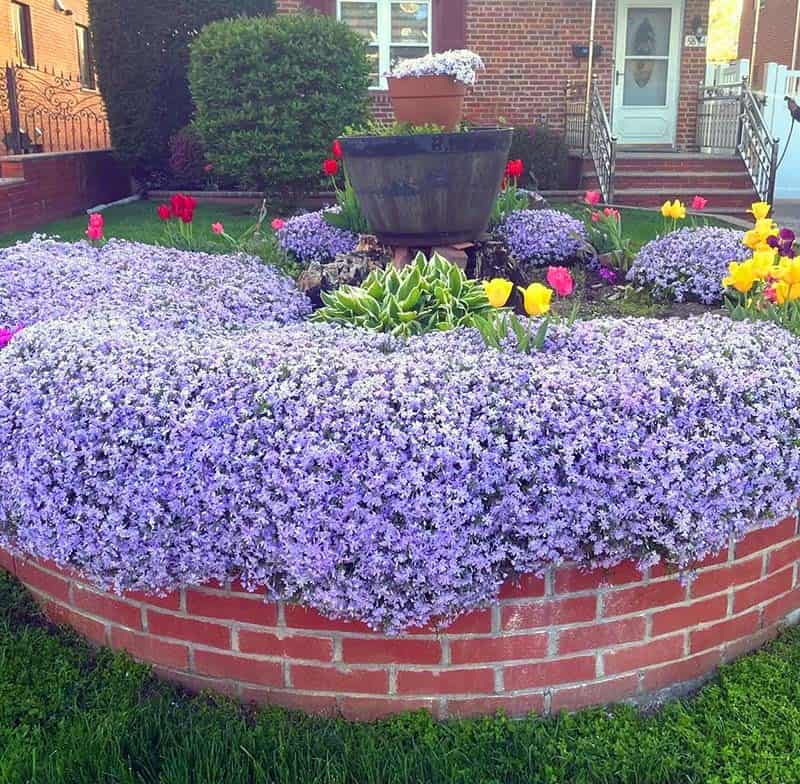 Front Yard Flower Bed With Creeping Phlox