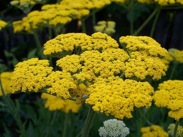 Yellow Yarrow