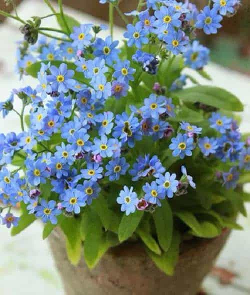 Siberian Bugloss or False Forget-Me-Not (Brunnera macrophylla)