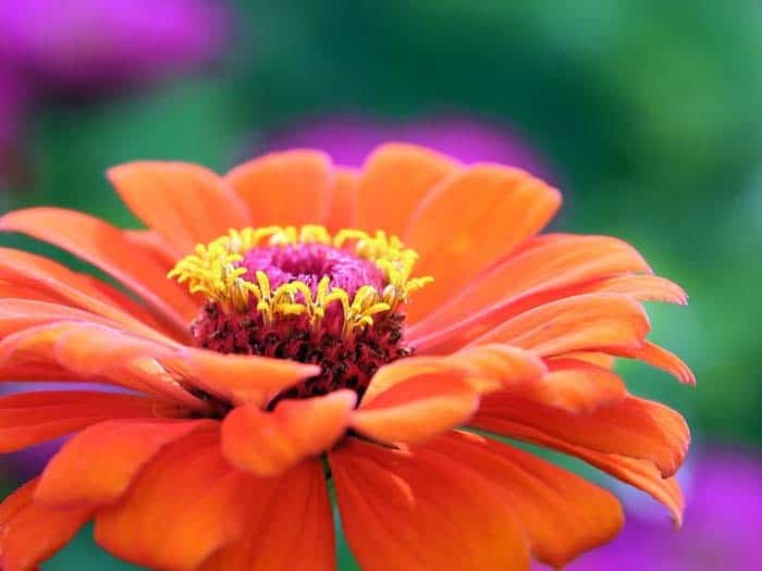 Giant Zinnia ( Zinnia )