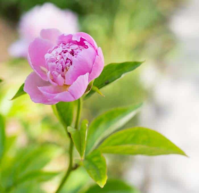 Peonies (Peonia spp.)