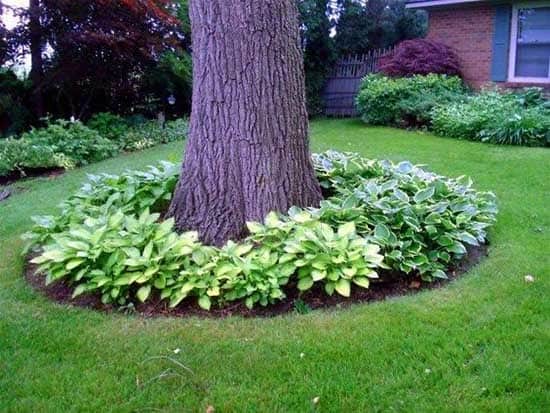 Add Texture to Your Landscape with Beautiful Hostas